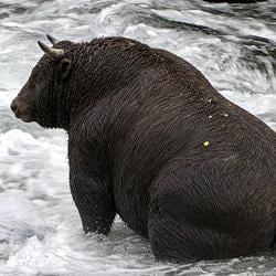 BULLDONK