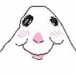 Hamster