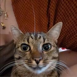 ANTENNA