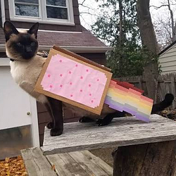 NYAN⁠ / SOL