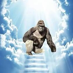 HARAMBE