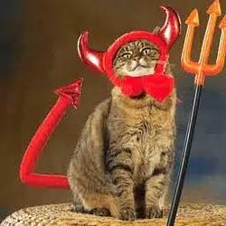 DARECAT