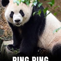 PING