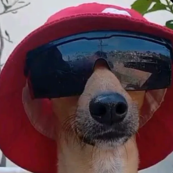 LUPI DOGE