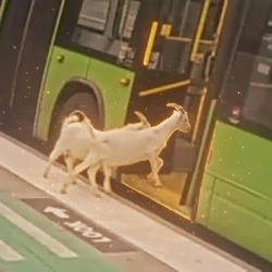 RABINF