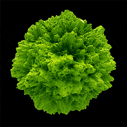 Moss