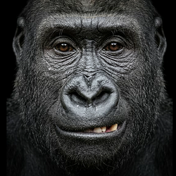 GORILLA