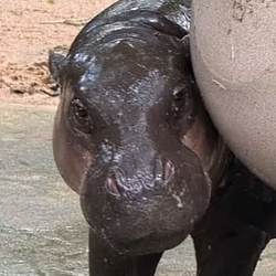 Moodeng