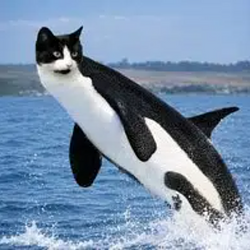 ORCAT