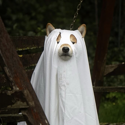 GHOST