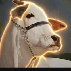 CuckCow / SOL