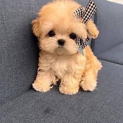 paw