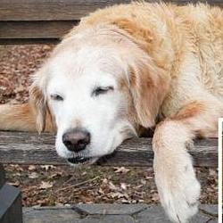 Sleepy Golden