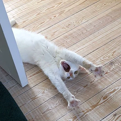 SCAT