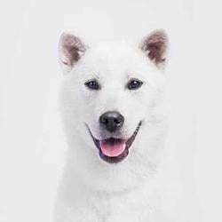 KI