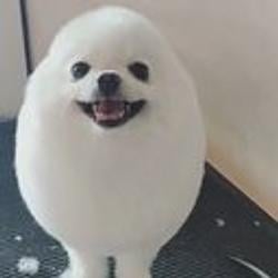 PomPom / SOL
