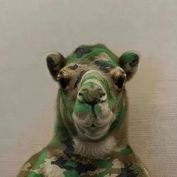 camo