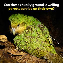 KĀKĀPŌ / SOL
