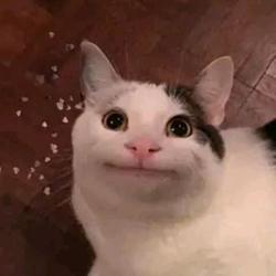 Beluga cat