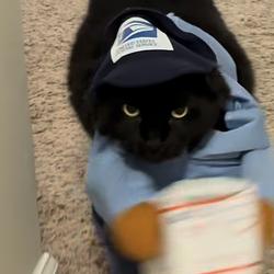 CatManDo