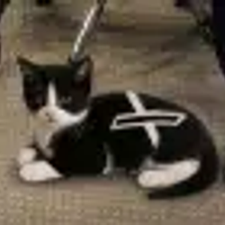 XCAT
