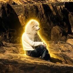 mandog / SOL