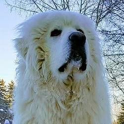 GOODBOY
