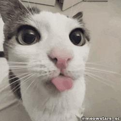 BLEPCAT