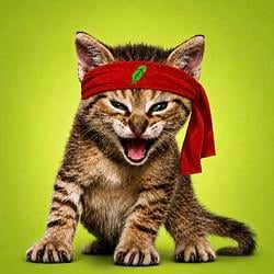 The Roaring Kitty