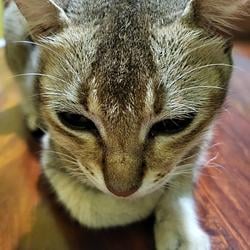 Mimi / SOL
