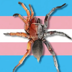 Transpider