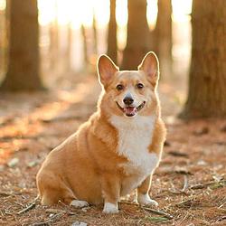 CORGI / WETH