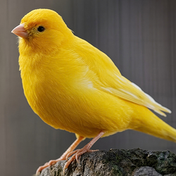 Canary / SOL