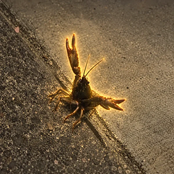 Crayfish