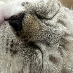 CATHIE