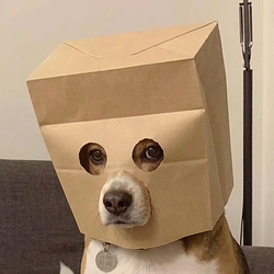 ZDOG