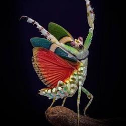 AIMANTIS