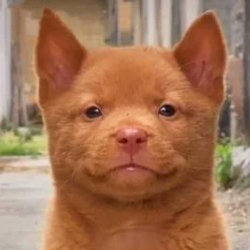 CATE DOGE / SOL