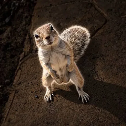 Pnuts