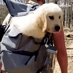 WifBag