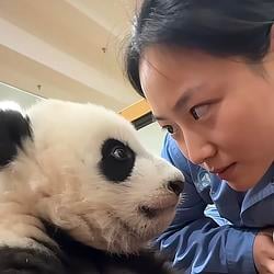 panda