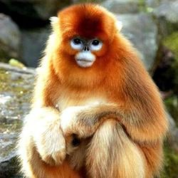GoldMonky