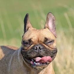 BULLDOG / SOL