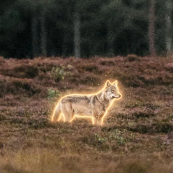 WOLF