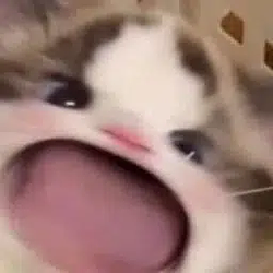 wawacat