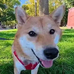 チャヌ