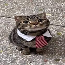 TIE