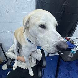DOGBLB