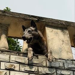 BARKBACK