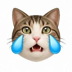 LMEОW